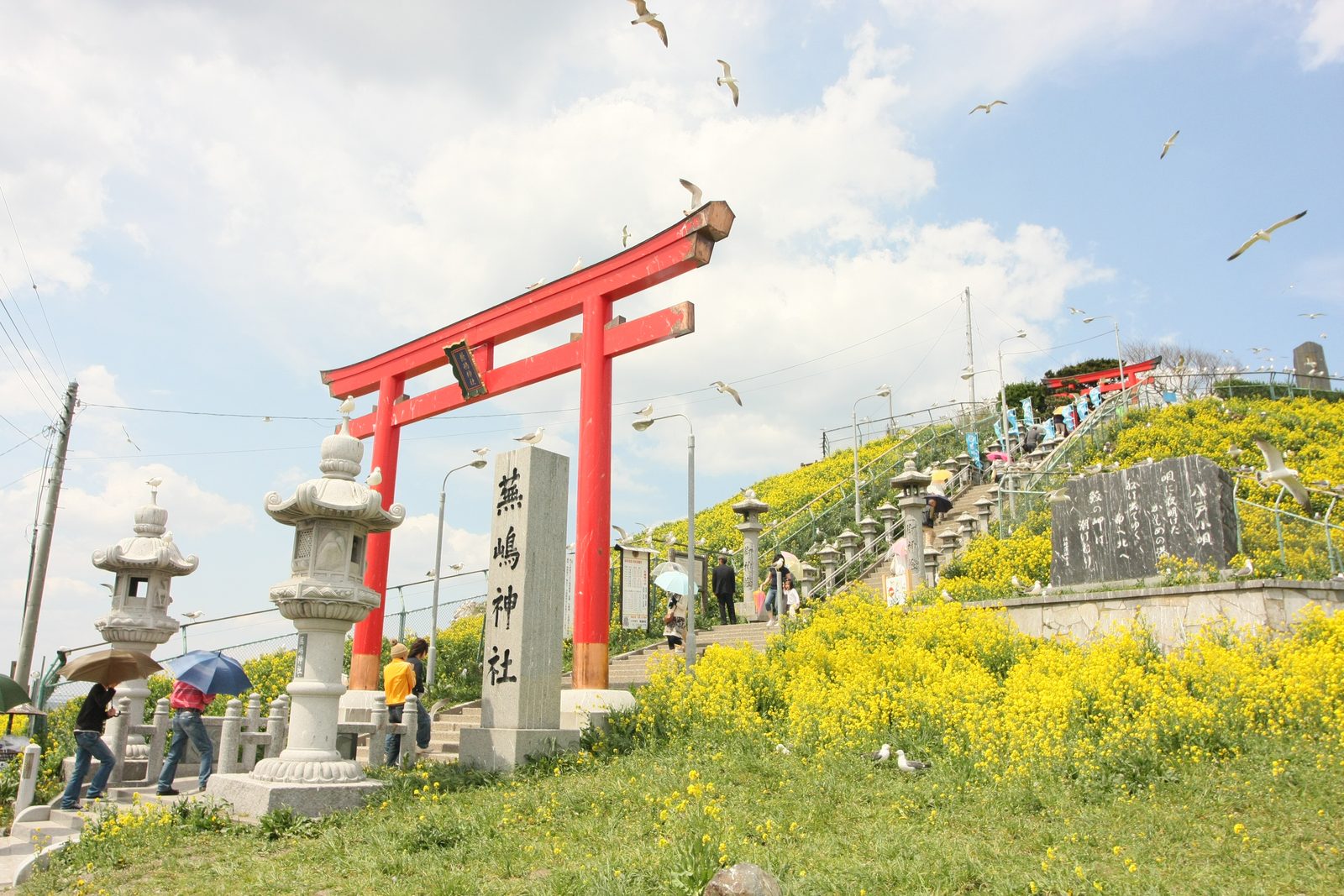 A red torii gate and stone lanterns at the foot of Kabushima, with yellow rapeseed flowers on the slope and black-tailed gulls flying overhead