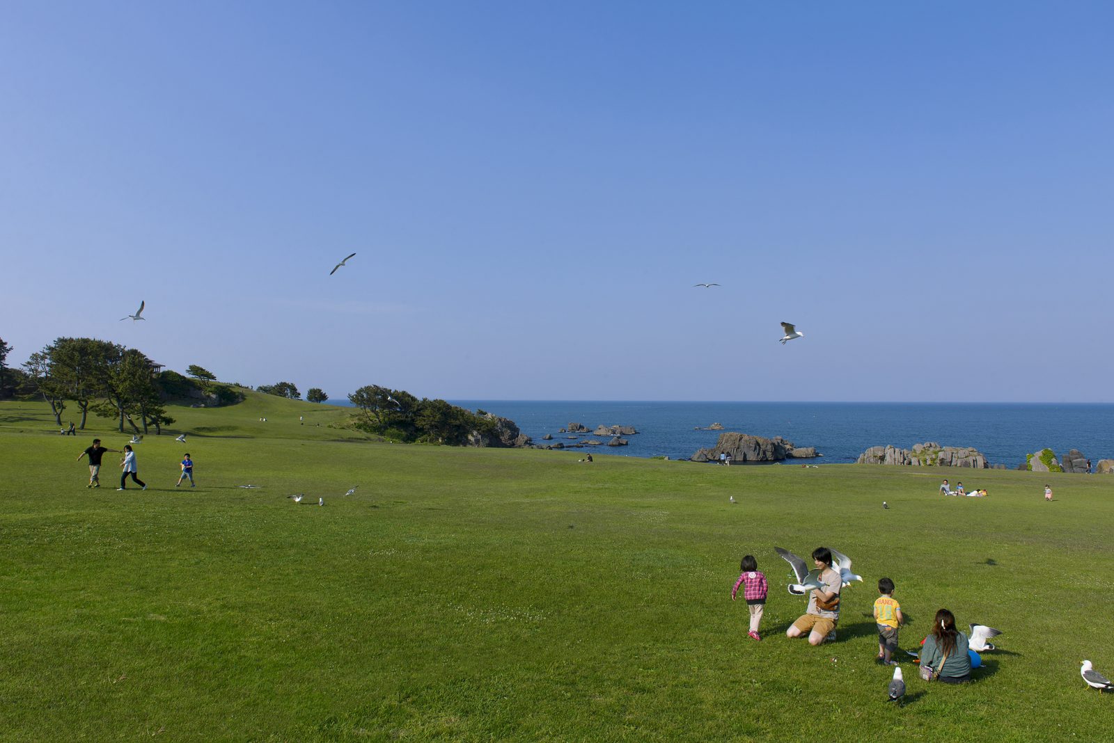 The wide natural lawn at Tanesashi Coast running down to the Pacific, with families sitting on the grass and gulls overhead