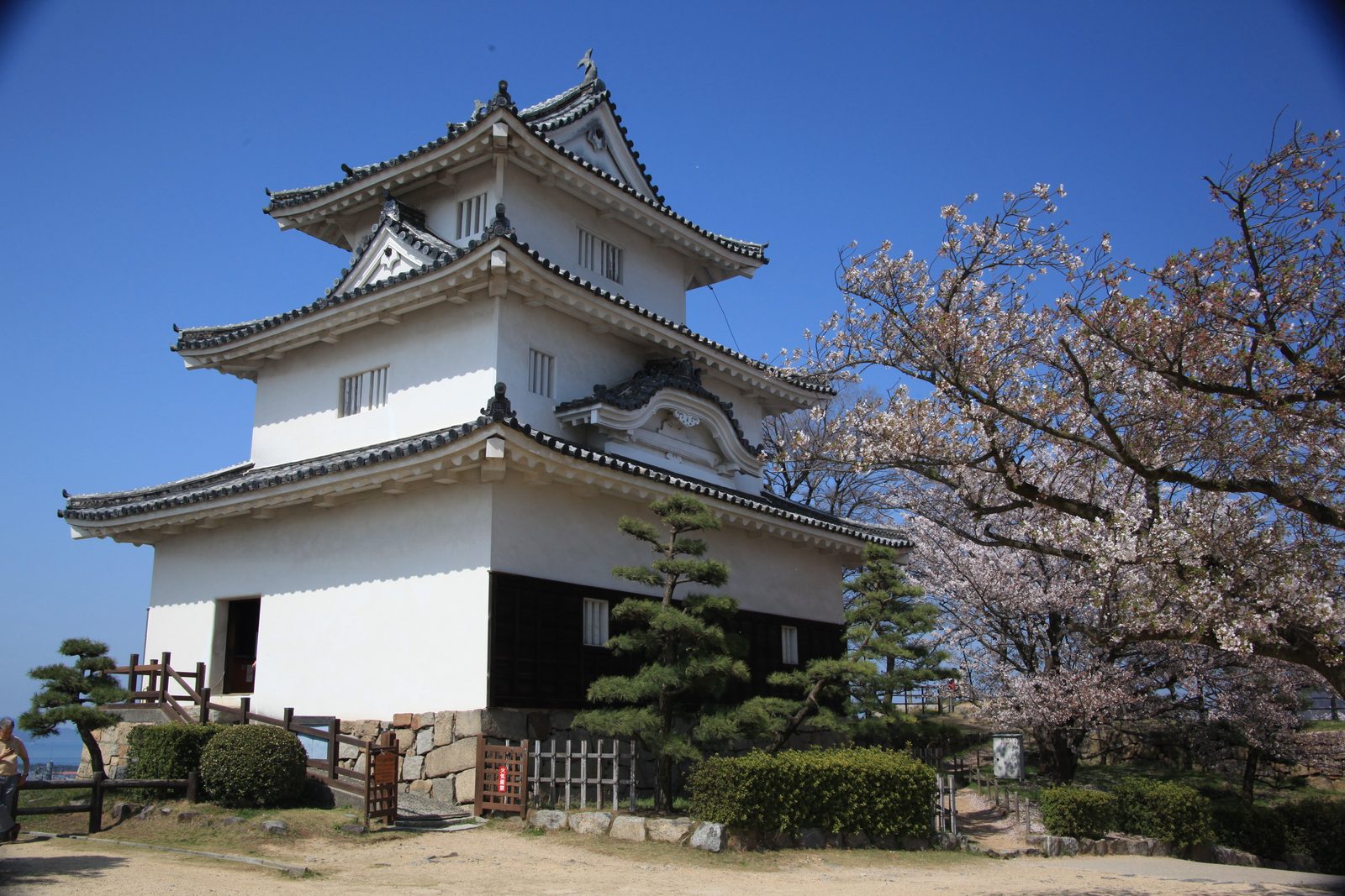 The three-storey white keep of Marugame Castle seen from the summit ground, its tiled roofs against a deep blue sky beside a cherry tree in bloom.