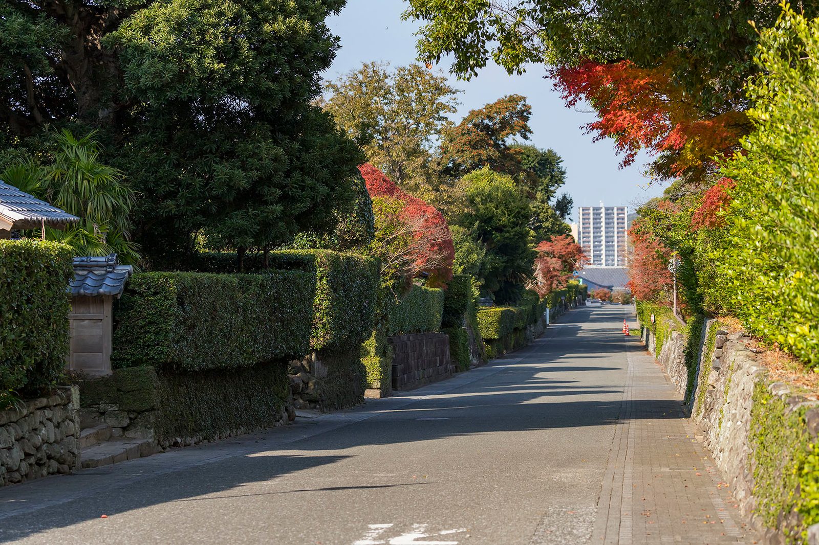 A lane in the Izumi Fumoto samurai district lined with clipped hedges and stone walls, with autumn maples on the right