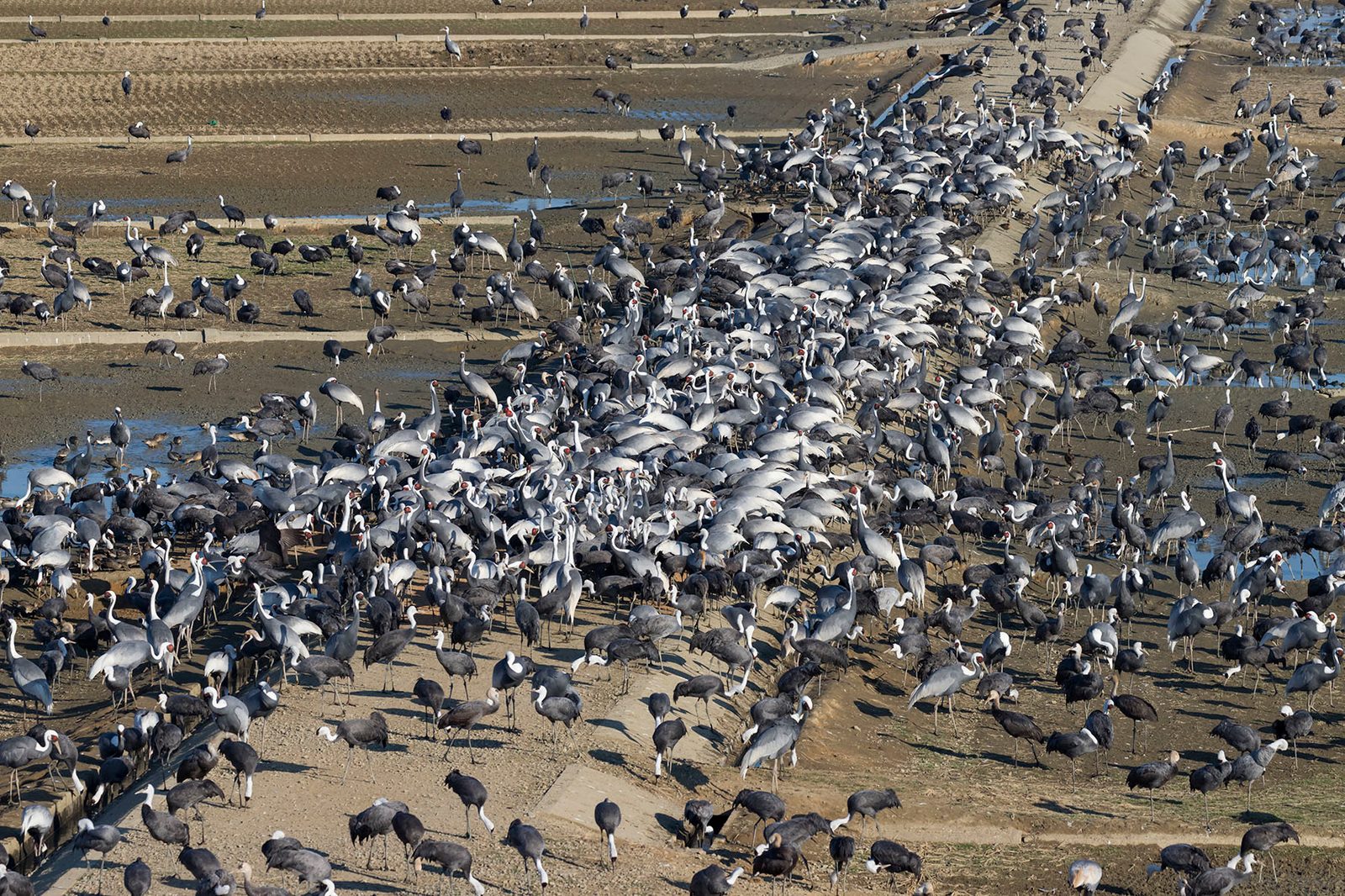 A dense flock of cranes on the reclaimed farmland at Izumi in winter