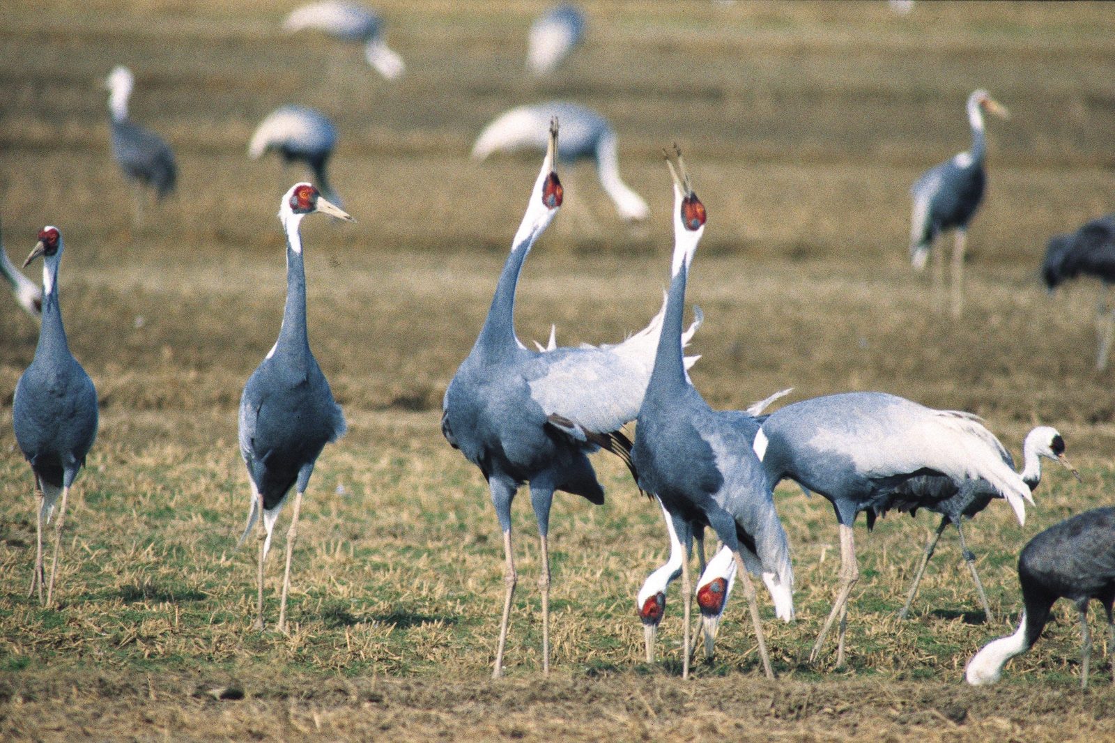 White-naped cranes standing in a harvested field at Izumi