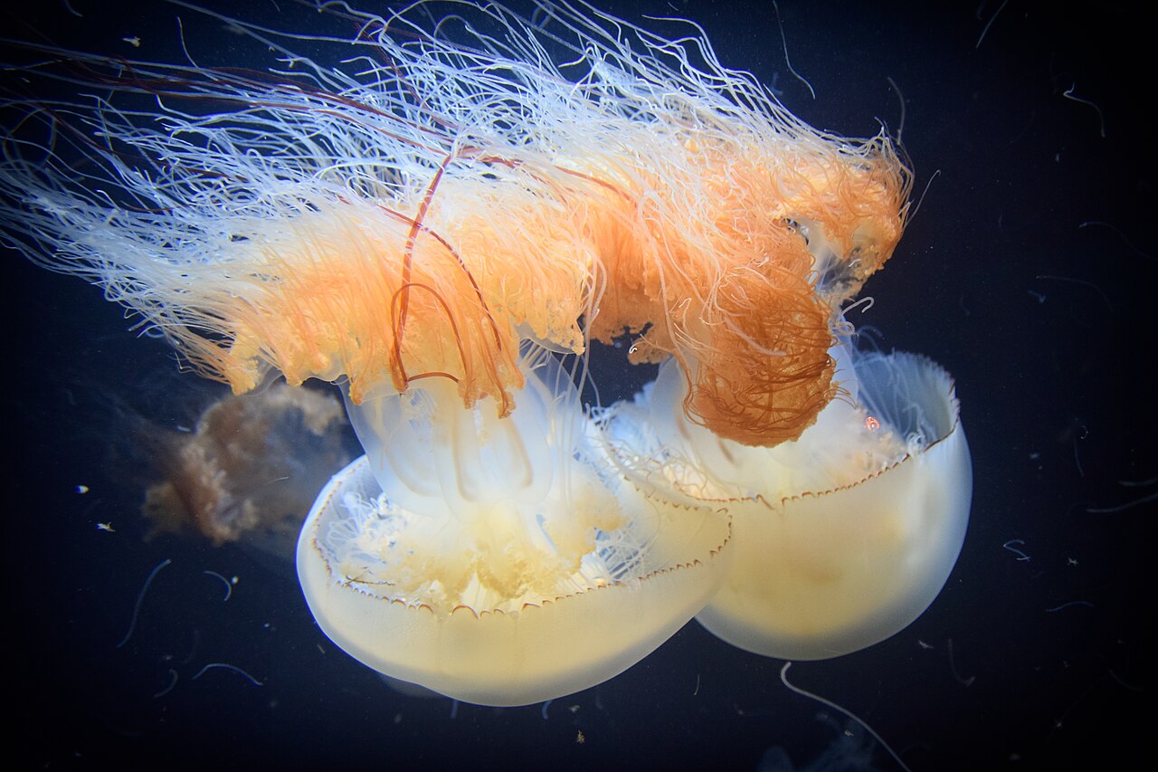 Two pale jellyfish with long orange and white tentacles drifting against dark water in a lit tank
