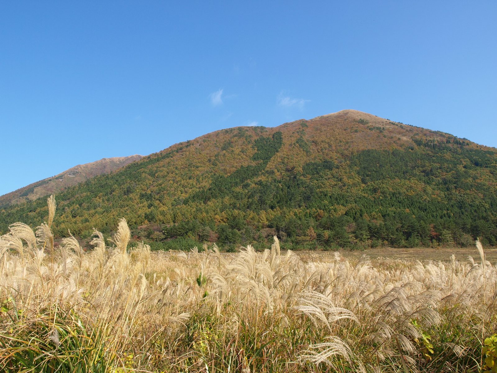 Golden pampas grass in the foreground with the green slopes of Mount Sanbe behind