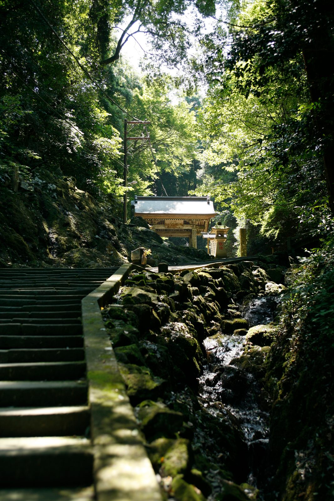 Stone steps beside a mossy rocky stream leading up to a temple gate under green maple leaves