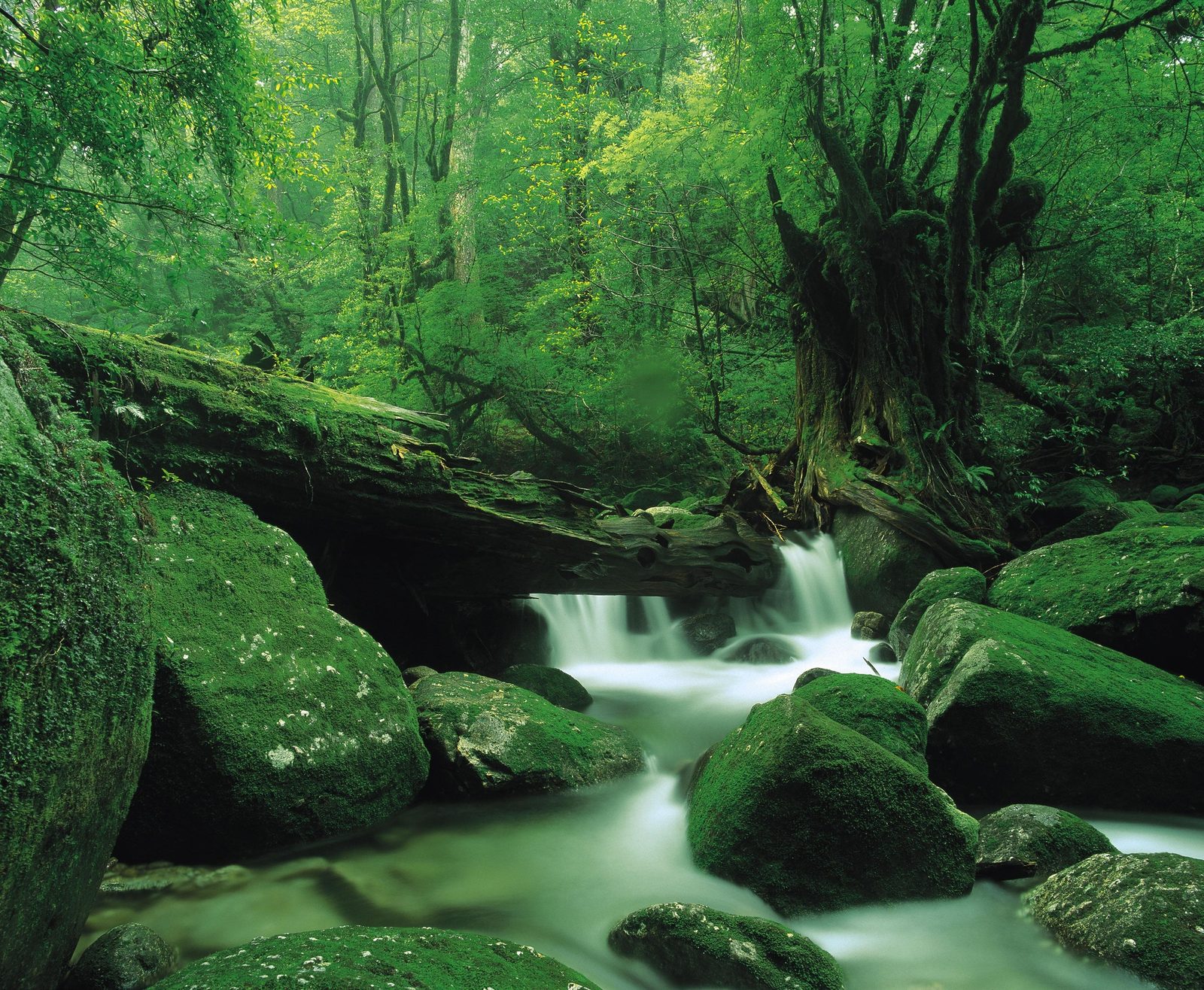 A shallow stream runs over mossy boulders and a fallen trunk in the Shiratani Unsuikyo ravine, with dense green forest closing in on both sides.
