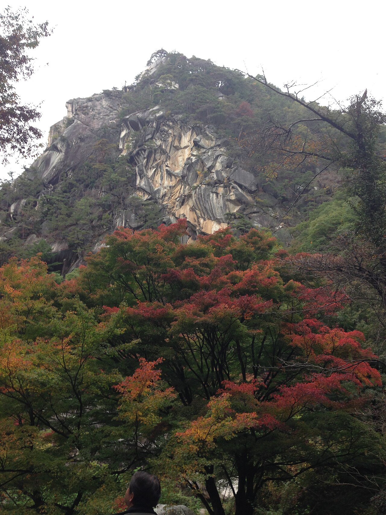 Autumn maples below the pale rock face that rises over the Shosenkyo gorge.