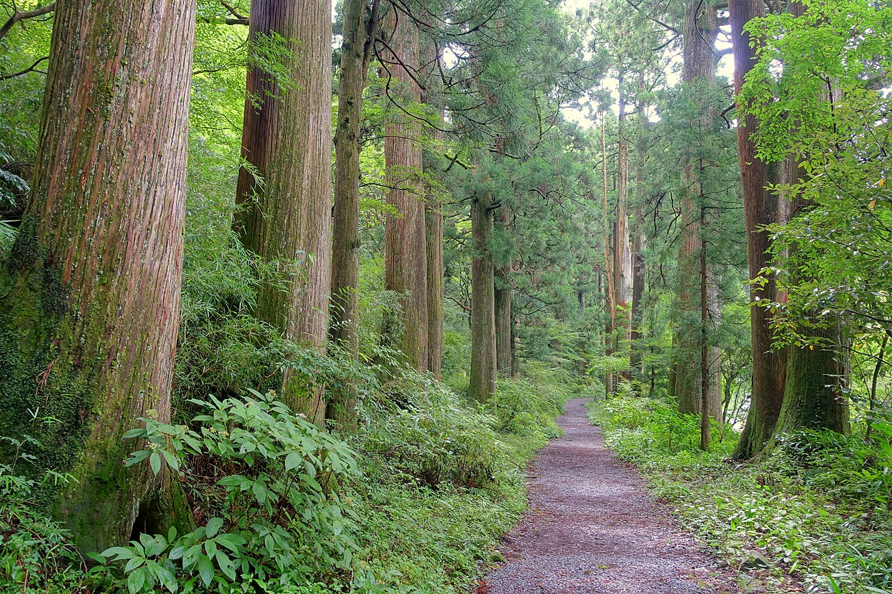 A narrow earth path running between rows of tall, straight cedar trunks in green woodland