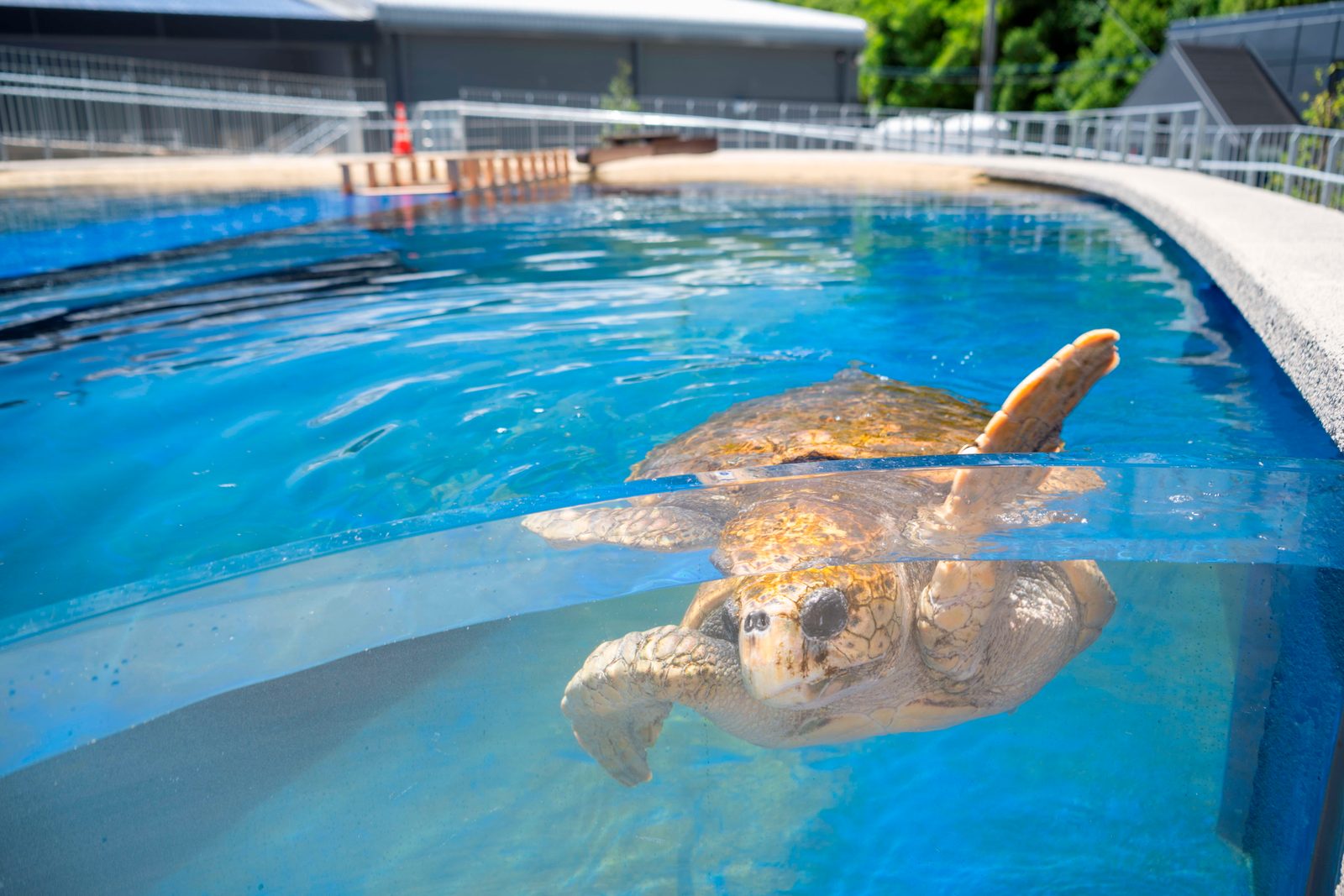 A sea turtle swimming in an outdoor seawater pool at the Caretta museum in Hiwasa