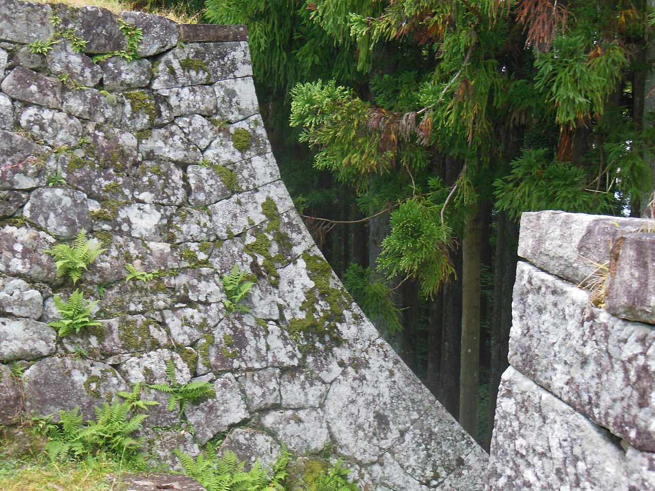 A curved, moss-spotted stone wall with ferns growing between the stones, and a cedar forest rising beyond it.