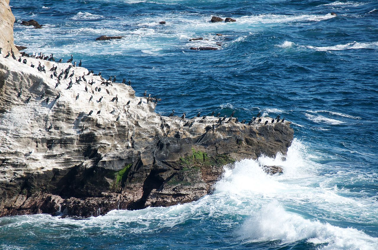 A flock of cormorants perched on a dark rocky outcrop with white surf breaking against it on the Jogashima coast
