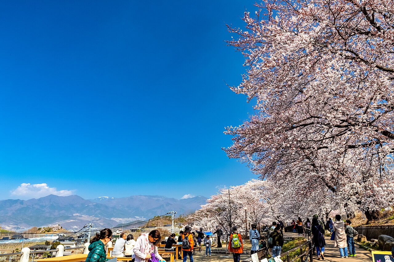 Visitors under cherry trees in full bloom on a hillside near Katsunuma-budokyo station, with distant mountains under a blue sky.