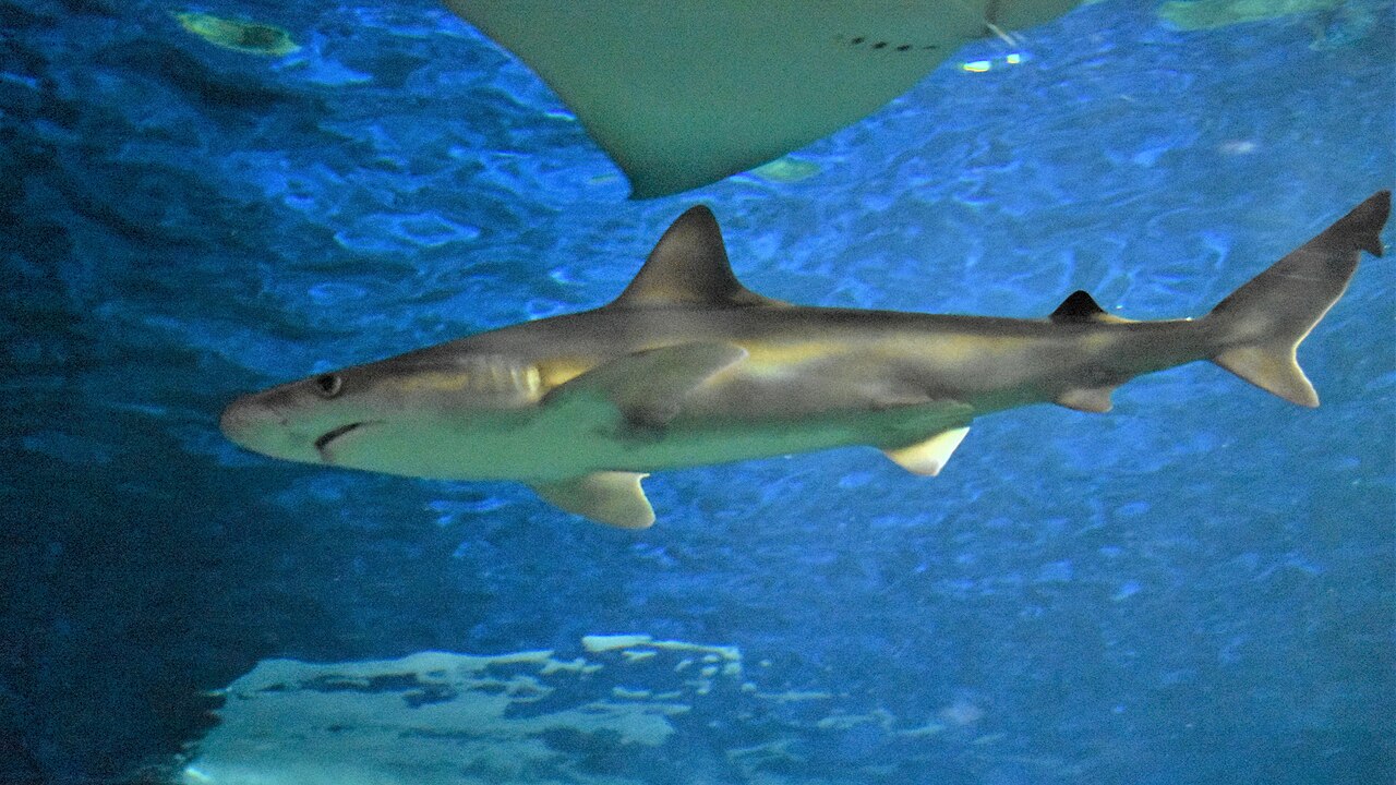 A grey shark swimming in a blue tank at Aqua World Oarai aquarium, seen from below