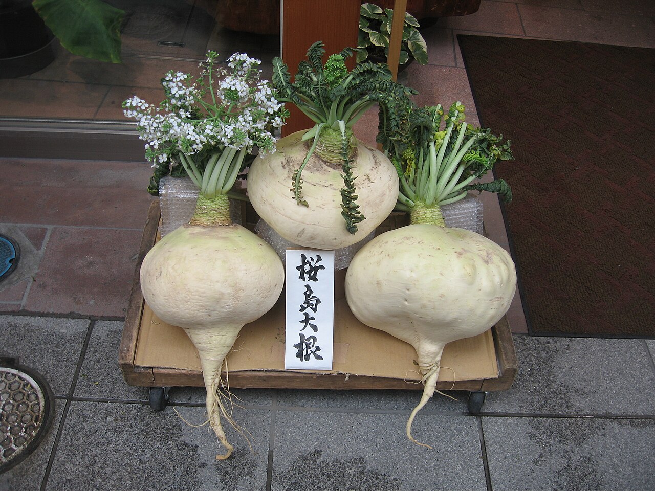 Three huge round white Sakurajima radishes with leafy tops on a display tray beside a handwritten sign