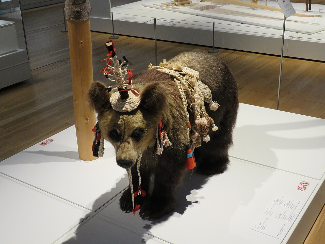 Ceremonial ornaments displayed on a specimen in the National Ainu Museum