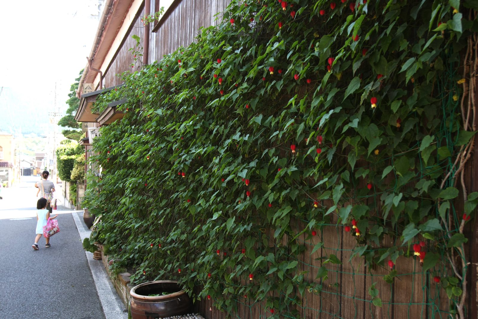 Morning glories climbing a tall wooden fence along a lane in Unomachi, Uwa, Seiyo, Ehime.
