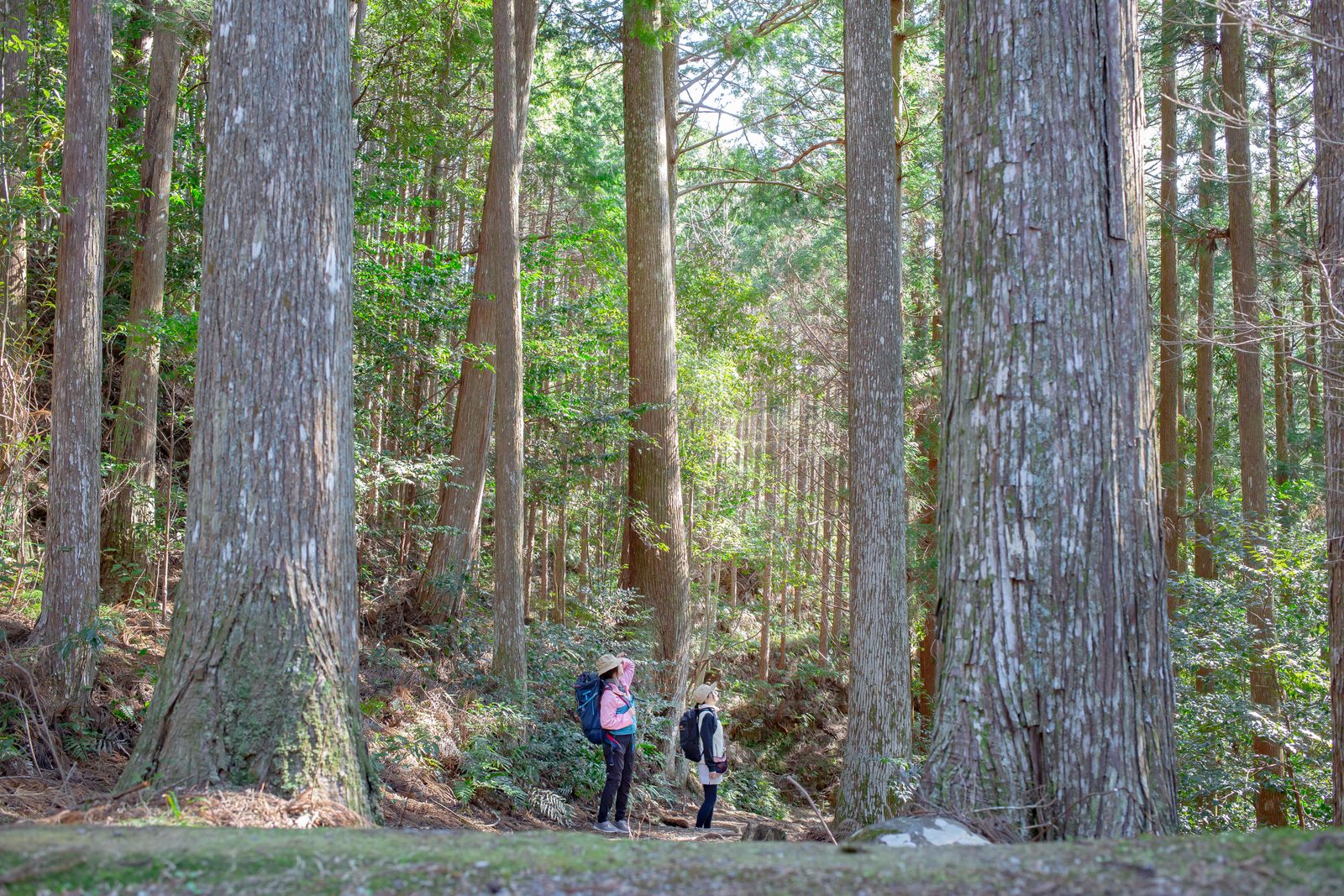 Two hikers looking up at tall old cedar trees along a forest trail on the Kumano Kodo