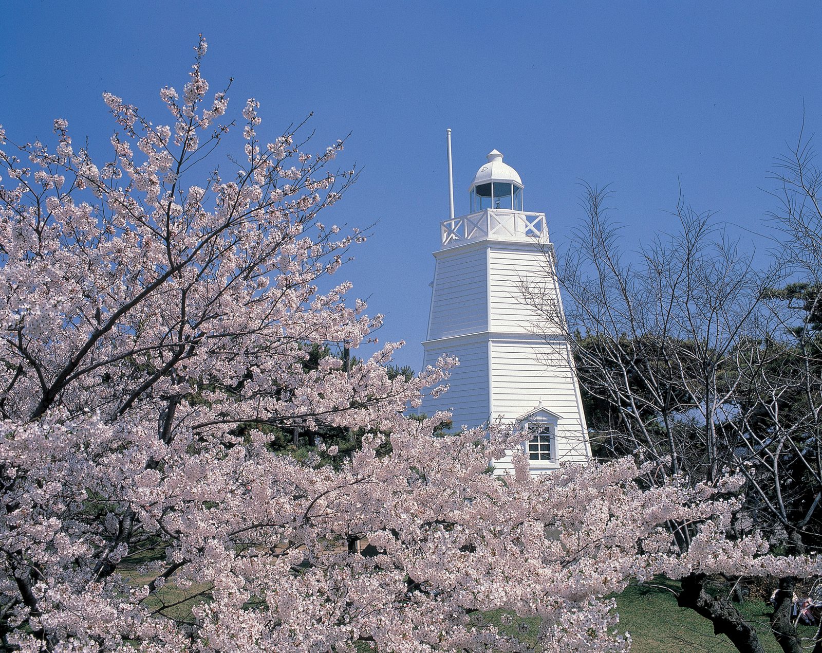 White six-sided wooden former lighthouse in Hiyoriyama Park with cherry trees in full bloom under a blue sky