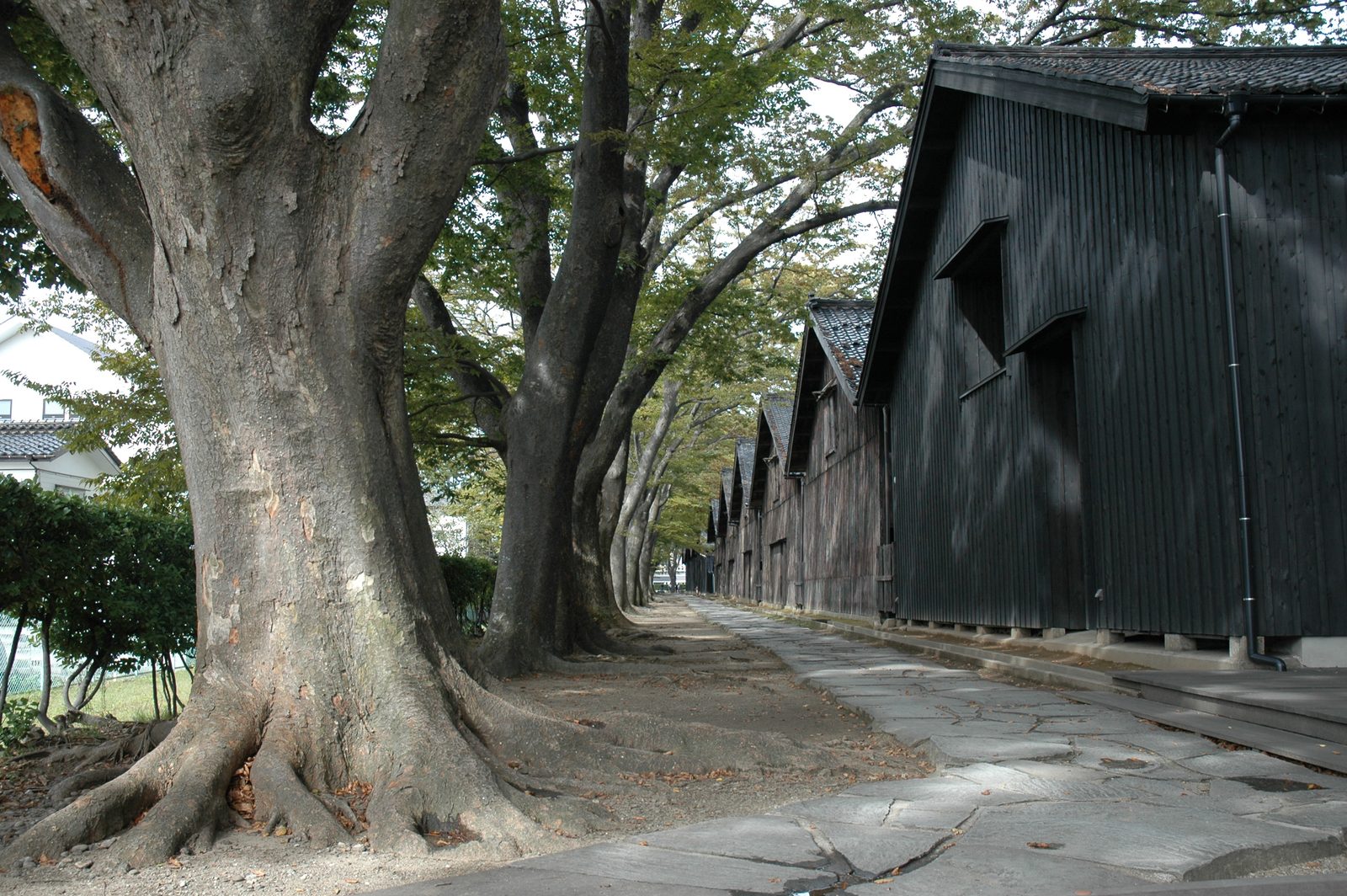 Black wooden rice warehouses of Sankyo Soko beside a stone-paved lane lined with thick zelkova trees in summer sunshine